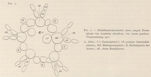 Ludwig (1903, fig. 1) 