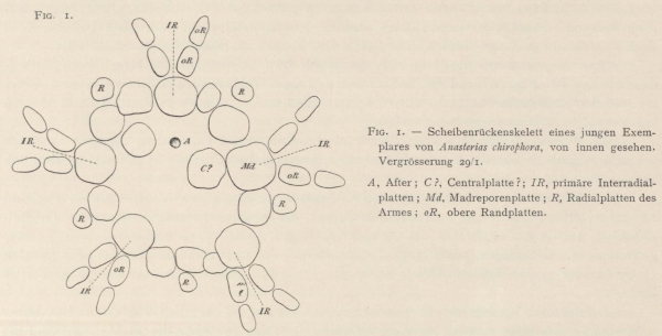 Ludwig (1903, fig. 1) 