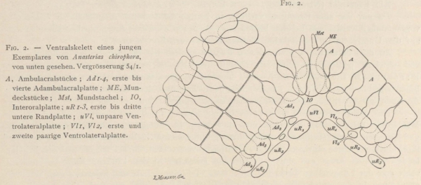 Ludwig (1903, fig. 2) 