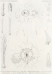 <B>Ludwig, H.</B> (1903). Zoologie: Seesterne. Résultats du Voyage du S.Y. Belgica en 1897-1898-1899 sous le commandement de A. de Gerlache de Gomery: Rapports Scientifiques (1901-1913). Buschmann: Anvers, Belgium. 1-72 pp.