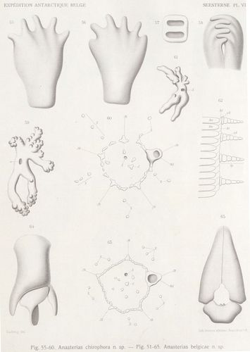 Ludwig (1903, tafel 6) Ludwig (1903, tafel 6)
