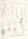 Giesbrecht, W. (1902). Zoologie: Copepoden. Résultats du Voyage du S.Y. Belgica en 1897-1898-1899 sous le commandement de A. de Gerlache de Gomery: Rapports Scientifiques (1901-1913), 8(5). Buschmann: Anvers, Belgium. 49, XIII plates 