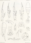 Giesbrecht, W. (1902). Zoologie: Copepoden. Résultats du Voyage du S.Y. Belgica en 1897-1898-1899 sous le commandement de A. de Gerlache de Gomery: Rapports Scientifiques (1901-1913), 8(5). Buschmann: Anvers, Belgium. 49, XIII plates 