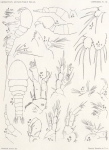 Giesbrecht, W. (1902). Zoologie: Copepoden. Résultats du Voyage du S.Y. Belgica en 1897-1898-1899 sous le commandement de A. de Gerlache de Gomery: Rapports Scientifiques (1901-1913), 8(5). Buschmann: Anvers, Belgium. 49, XIII plates 