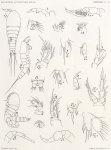 Giesbrecht, W. (1902). Zoologie: Copepoden. Résultats du Voyage du S.Y. Belgica en 1897-1898-1899 sous le commandement de A. de Gerlache de Gomery: Rapports Scientifiques (1901-1913), 8(5). Buschmann: Anvers, Belgium. 49, XIII plates 