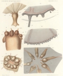 <B>Maas, O.</B> (1906). Zoologie: Medusen. Résultats du Voyage du S.Y. Belgica en 1897-1898-1899 sous le commandement de A. de Gerlache de Gomery: Rapports Scientifiques (1901-1913). Buschmann: Anvers, Belgium. 30, III plates pp.