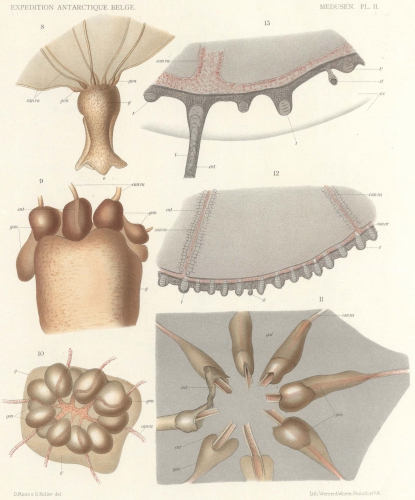 Maas (1906, tafel 2)