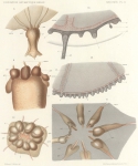 Maas, O. (1906). Zoologie: Medusen. Résultats du Voyage du S.Y. Belgica en 1897-1898-1899 sous le commandement de A. de Gerlache de Gomery: Rapports Scientifiques (1901-1913). Buschmann: Anvers, Belgium. 30, III plates pp.
