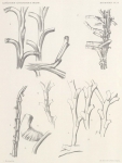 Hartlaub, Cl. (1904). Zoologie: Hydroiden. Résultats du Voyage du S.Y. Belgica en 1897-1898-1899 sous le commandement de A. de Gerlache de Gomery: Rapports Scientifiques (1901-1913). Buschmann: Anvers, Belgium. 19, IV plates pp.