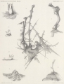 Hartlaub (1904, tafel 4), author: Cl. Hartlaub