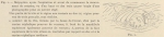 <B>Racovitza, E.G.</B> (1903). Zoologie: Cétacés. Résultats du Voyage du S.Y. Belgica en 1897-1898-1899 sous le commandement de A. de Gerlache de Gomery: Rapports Scientifiques (1901-1913). Buschmann: Anvers, Belgium. 140, IV plates pp.