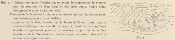 Racovitza (1903, fig. 01)