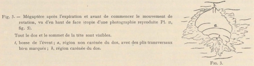 Racovitza (1903, fig. 03)