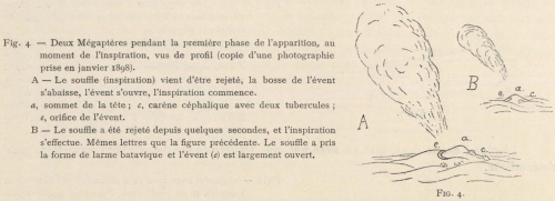 Racovitza (1903, fig. 04)