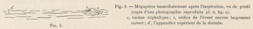 Racovitza (1903, fig. 05)