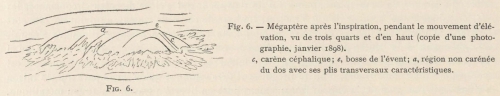 Racovitza (1903, fig. 06)