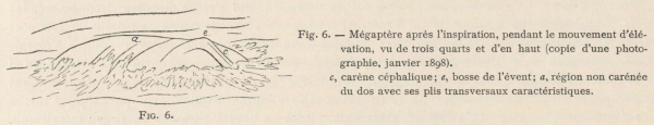 Racovitza (1903, fig. 06)