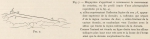 Racovitza (1903, fig. 07)