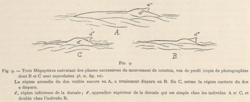 Racovitza (1903, fig. 09)