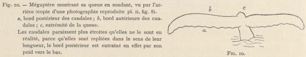 Racovitza (1903, fig. 10)