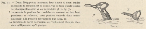 Racovitza (1903, fig. 11)