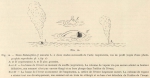 <B>Racovitza, E.G.</B> (1903). Zoologie: Cétacés. Résultats du Voyage du S.Y. Belgica en 1897-1898-1899 sous le commandement de A. de Gerlache de Gomery: Rapports Scientifiques (1901-1913). Buschmann: Anvers, Belgium. 140, IV plates pp.