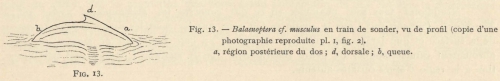 Racovitza (1903, fig. 13)