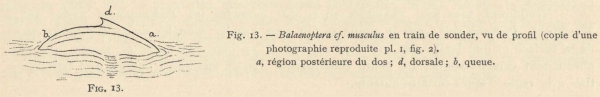 Racovitza (1903, fig. 13)