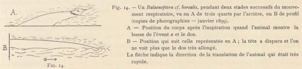 Racovitza (1903, fig. 14)