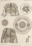 <B>de Man, J.G.</B> (1904). Zoologie: Nématodes libres. Résultats du Voyage du S.Y. Belgica en 1897-1898-1899 sous le commandement de A. de Gerlache de Gomery: Rapports Scientifiques (1901-1913). Buschmann: Anvers. 51, XI plates pp.