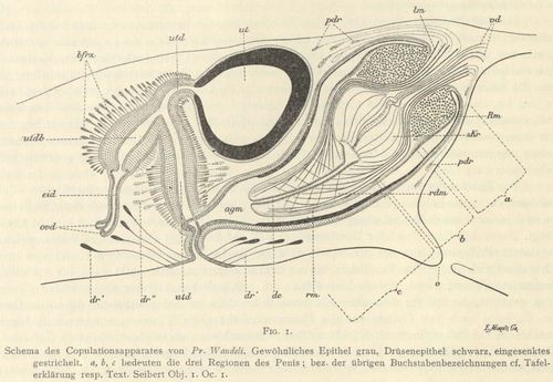 Böhmig (1908, fig. 1) Böhmig (1908, fig. 1)