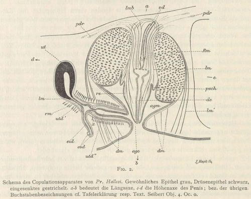 Böhmig (1908, fig. 2) Böhmig (1908, fig. 2)