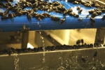 Processing of mussels