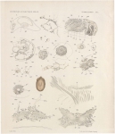 Böhmig, L. (1908). Zoologie: Turbellarien. Résultats du Voyage du S.Y. Belgica en 1897-1898-1899 sous le commandement de A. de Gerlache de Gomery: Rapports Scientifiques (1901-1913). Buschmann: Anvers, Belgium. 32, II plates + loose c