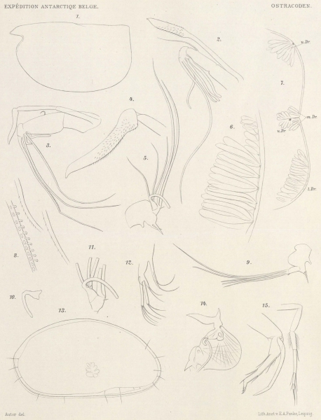 Müller (1906, tafel.1)