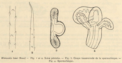 Cernosvitov (1935, fig. 1-4)