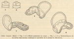<B>Cernosvitov, L.</B> (1935). Zoologie: Oligochètes. Résultats du Voyage de la Belgica en 1897-1899 sous le commandement de A. de Gerlache de Gomery: Rapports Scientifiques (1926-1940). Buschmann: Anvers, Belgium. 11 pp.