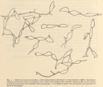 <B>De Wildeman, E.</B> (1935). Botanique: Observations sur des algues rapportées par l'Expédition antarctique de la Belgica. Résultats du Voyage de la Belgica en 1897-1899 sous le commandement de A. de Gerlache de Gomery: Rapports Scienti