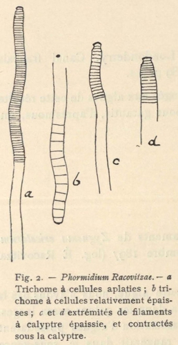 De Wildeman (1935, fig. 02)