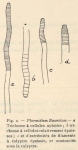 <B>De Wildeman, E.</B> (1935). Botanique: Observations sur des algues rapportées par l'Expédition antarctique de la Belgica. Résultats du Voyage de la Belgica en 1897-1899 sous le commandement de A. de Gerlache de Gomery: Rapports Scienti
