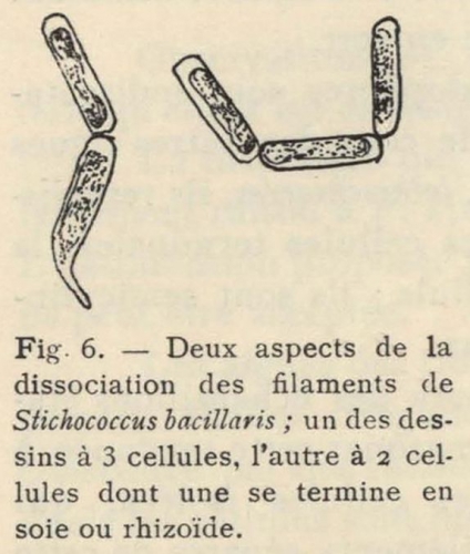 De Wildeman (1935, fig. 06) De Wildeman (1935, fig. 06)