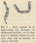 De Wildeman, E. (1935). Botanique: Observations sur des algues rapportées par l'Expédition antarctique de la Belgica. Résultats du Voyage de la Belgica en 1897-1899 sous le commandement de A. de Gerlache de Gomery: Rapports Scienti