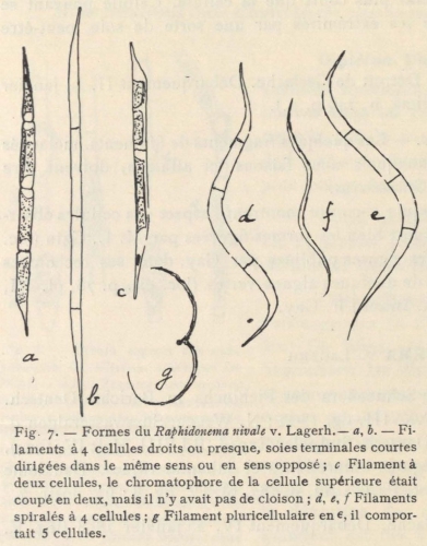 De Wildeman (1935, fig. 07)