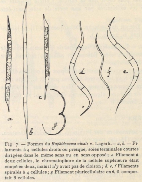 De Wildeman (1935, fig. 07)