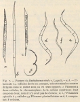 De Wildeman, E. (1935). Botanique: Observations sur des algues rapportées par l'Expédition antarctique de la Belgica. Résultats du Voyage de la Belgica en 1897-1899 sous le commandement de A. de Gerlache de Gomery: Rapports Scienti