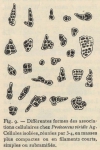 De Wildeman, E. (1935). Botanique: Observations sur des algues rapportées par l'Expédition antarctique de la Belgica. Résultats du Voyage de la Belgica en 1897-1899 sous le commandement de A. de Gerlache de Gomery: Rapports Scienti