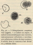 De Wildeman (1935, fig. 10)