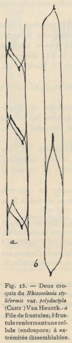 De Wildeman (1935, fig. 13) De Wildeman (1935, fig. 13)