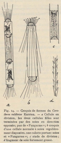 De Wildeman (1935, fig. 14) De Wildeman (1935, fig. 14)