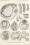 Van Beneden, E.; de Selys Longchamps, M. (1940). Zoologie: Tuniciers, embryogénèse. Résultats du Voyage de la Belgica en 1897-1899 sous le commandement de A. de Gerlache de Gomery: Rapports Scientifiques (1926-1940). Buschmann: Anvers